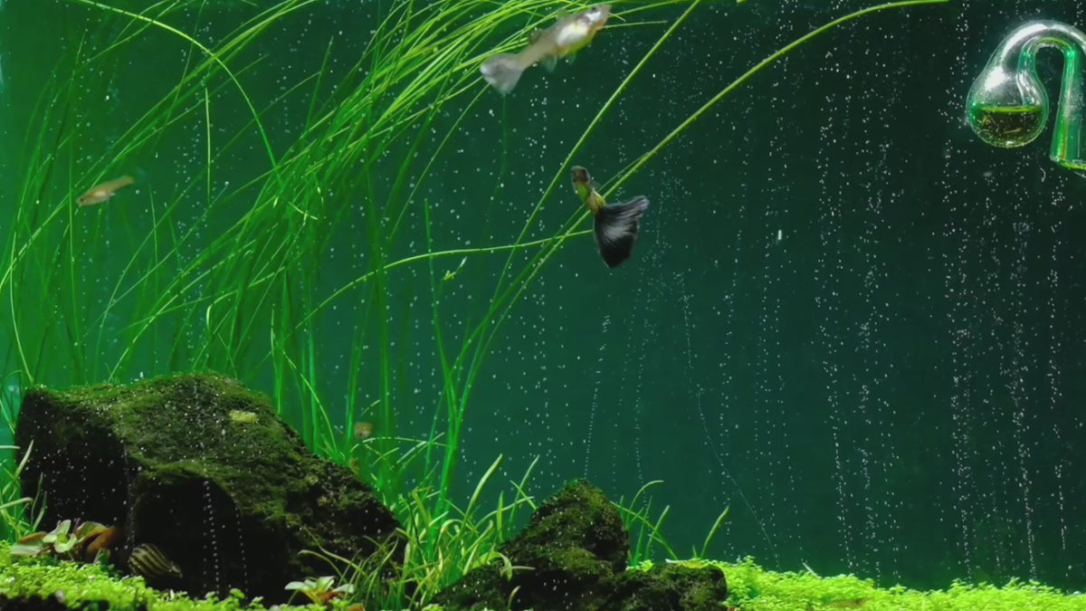 Încărcați videoclipul: The most advanced CO2 systems for planted aquariums: dual-stage regulators, diffusers and complete kits