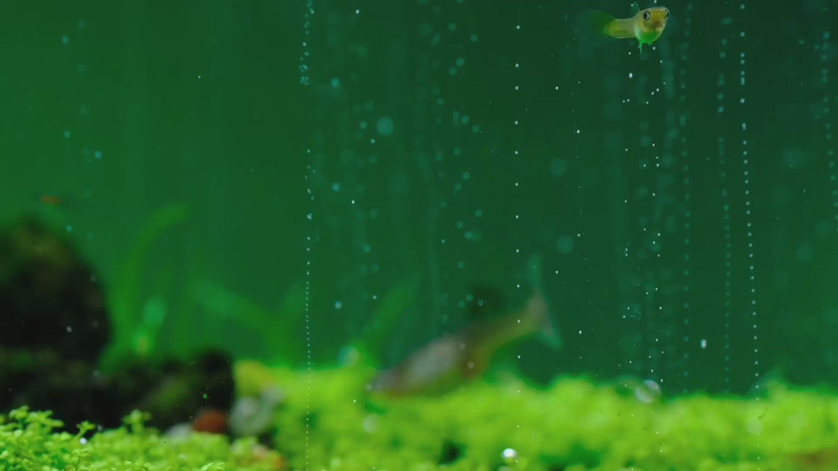 Încărcați videoclipul: Carpets need CO2: low, dense plants filling in under steady CO2